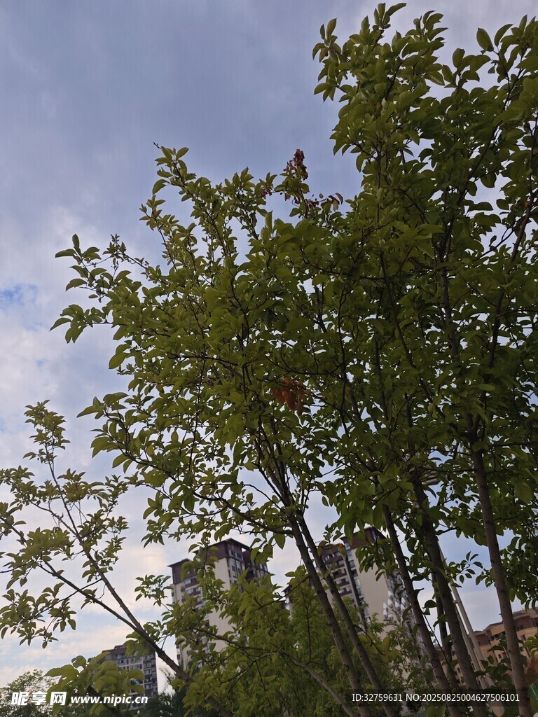 蓝天绿树间的城市景致