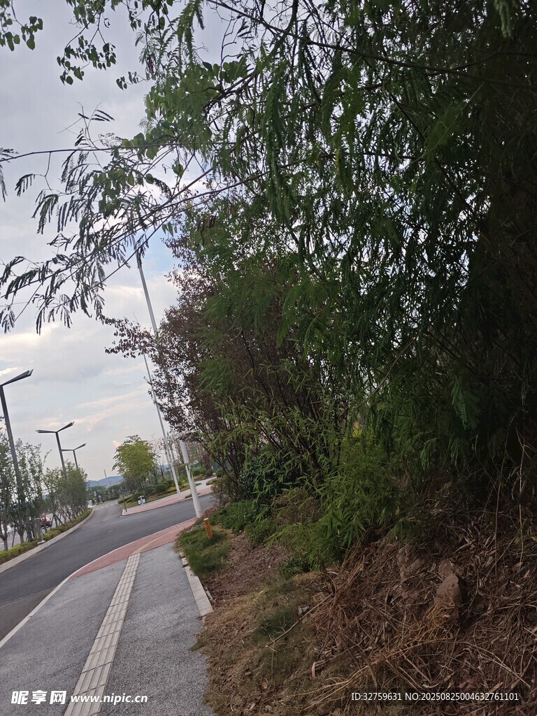 路边繁茂绿植景观