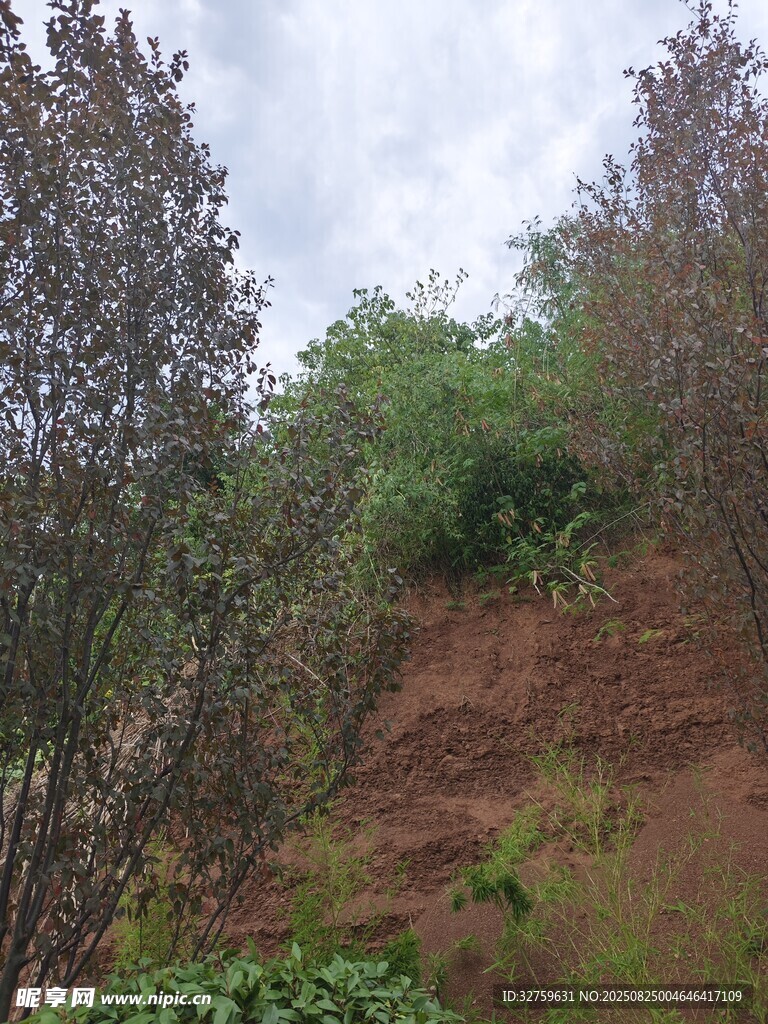 山坡绿植景观
