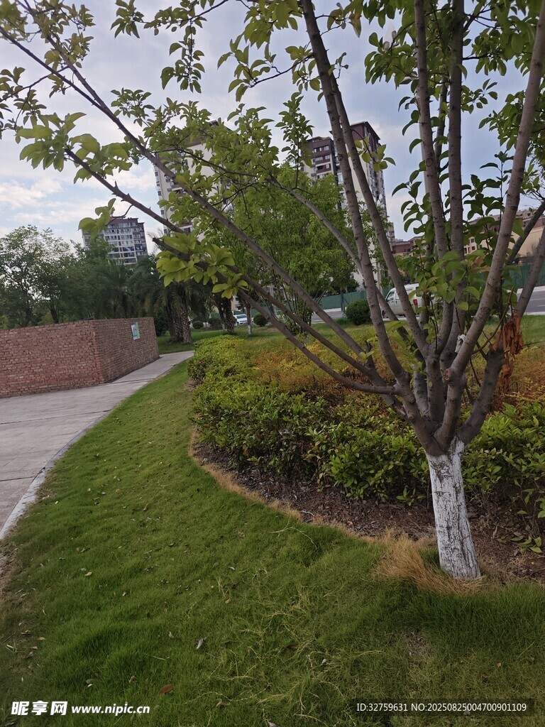 园林小径旁的绿植景观