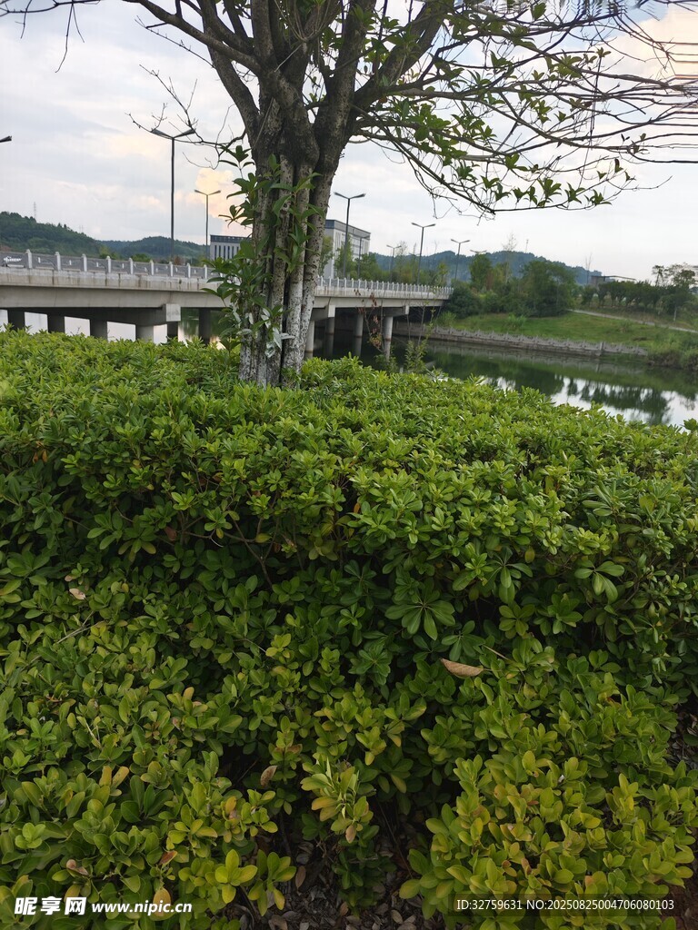 湖畔绿树灌木丛风景