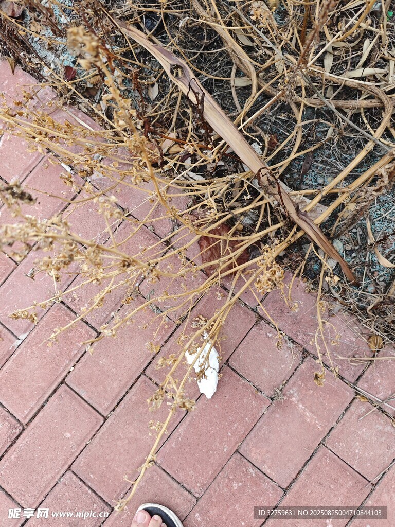 地面枯枝与散落垃圾