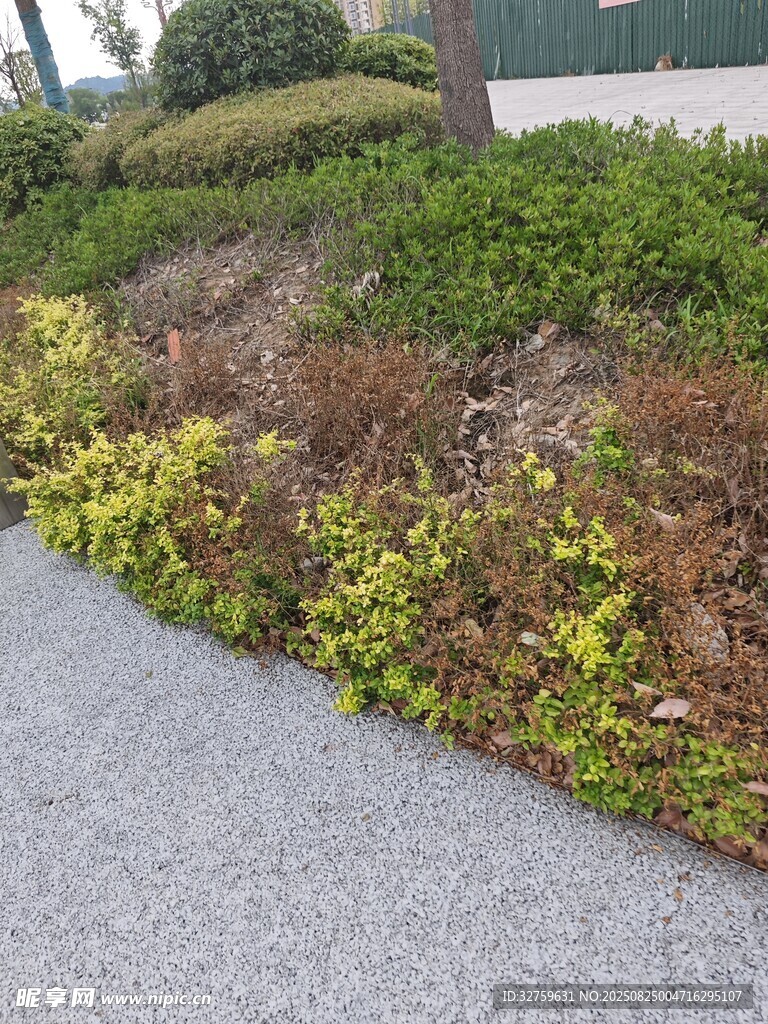 路边多彩绿植景观