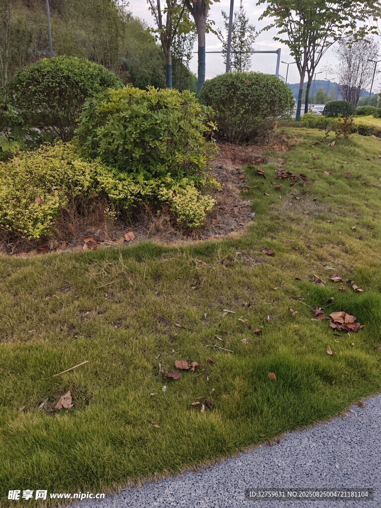 路边绿植景观