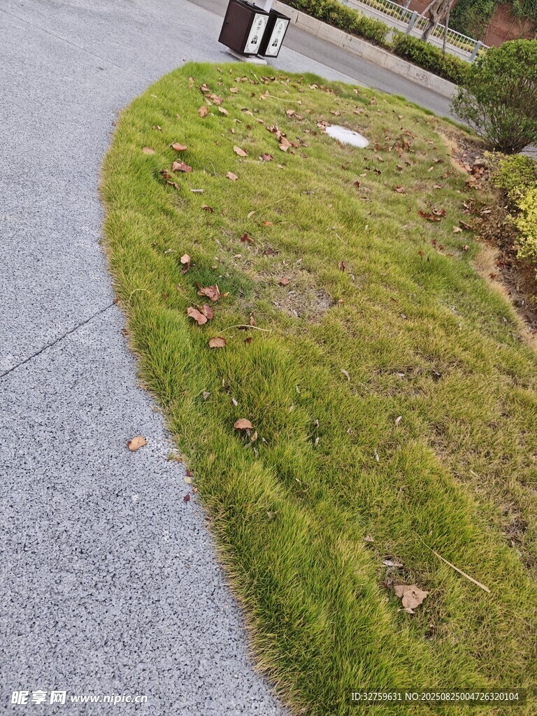 路边绿化带草地景象