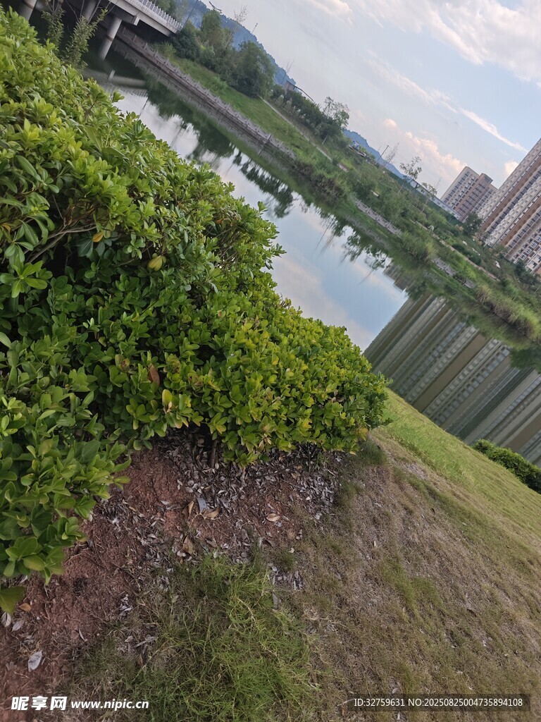 湖畔绿植景观