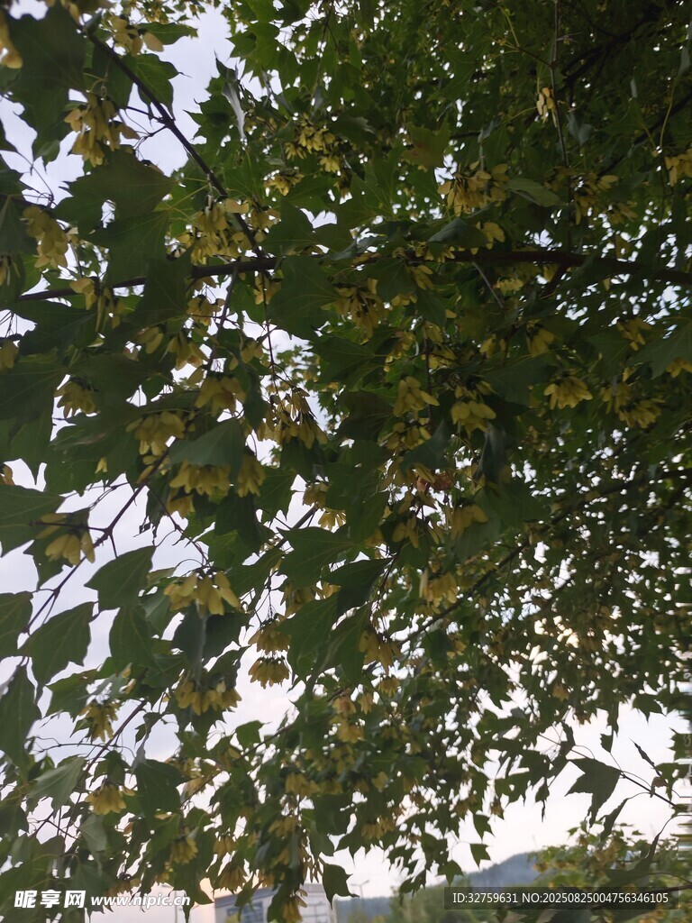 枝叶繁茂的树冠