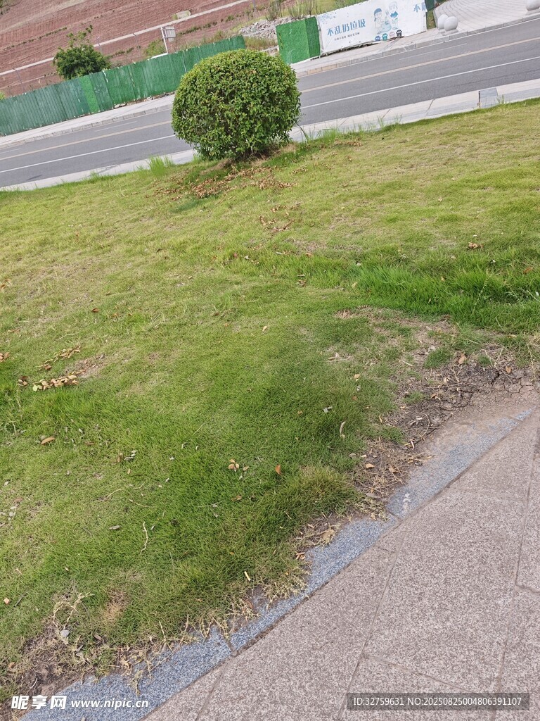 路边草坪景象
