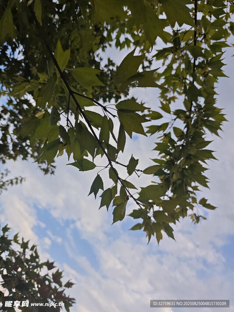 枝叶间的蓝天美景