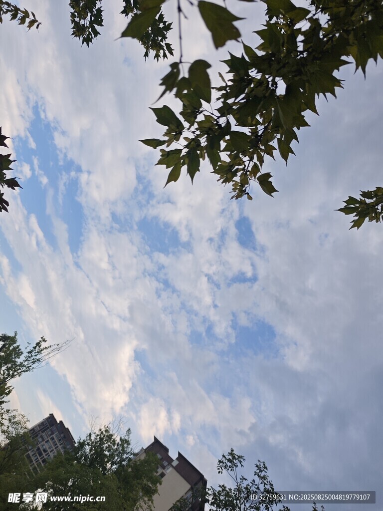 蓝天白云下的枝叶景致
