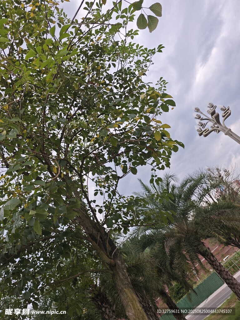 仰视绿树与天空景象