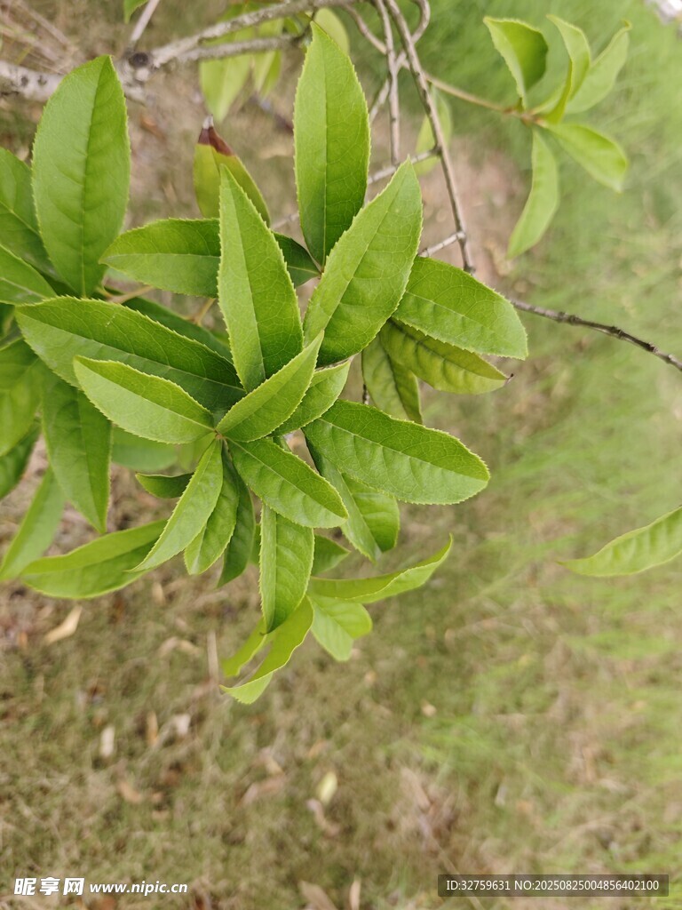 嫩绿枝叶生机盎然