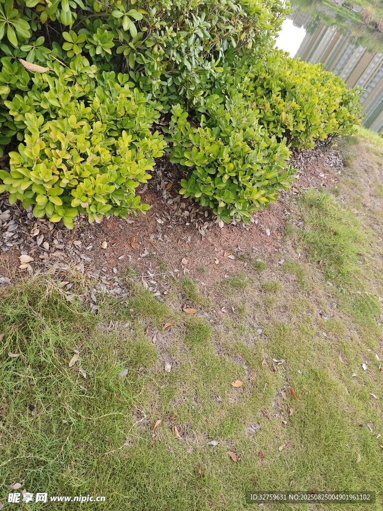 庭院绿植与裸露土地景观