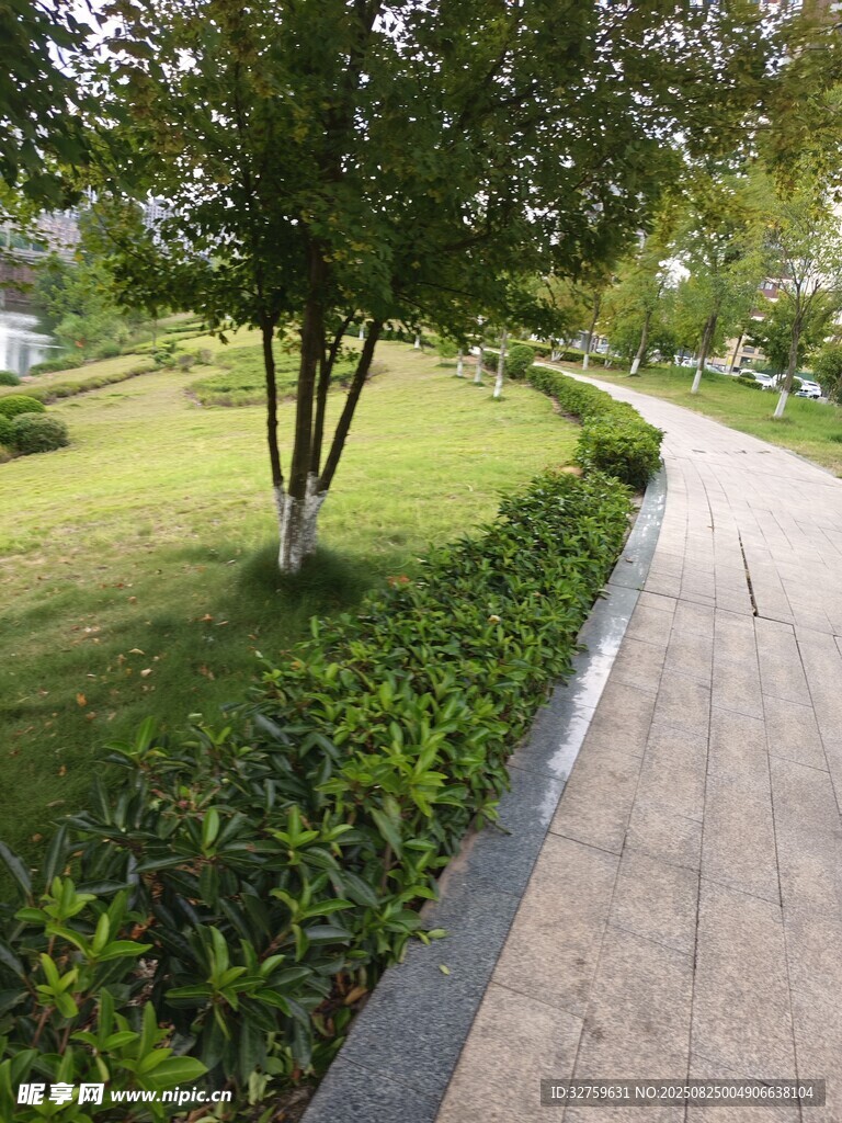 公园小径旁的绿植景观