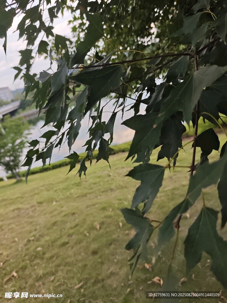 绿叶掩映下的户外景致