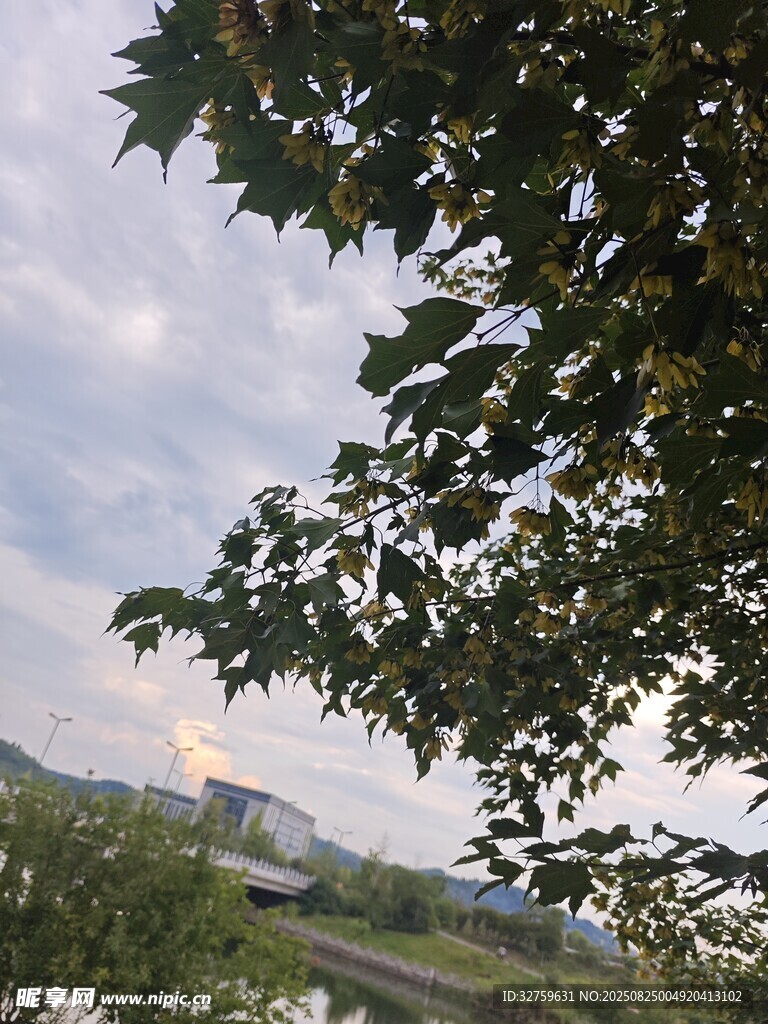 透过枝叶看天边景色