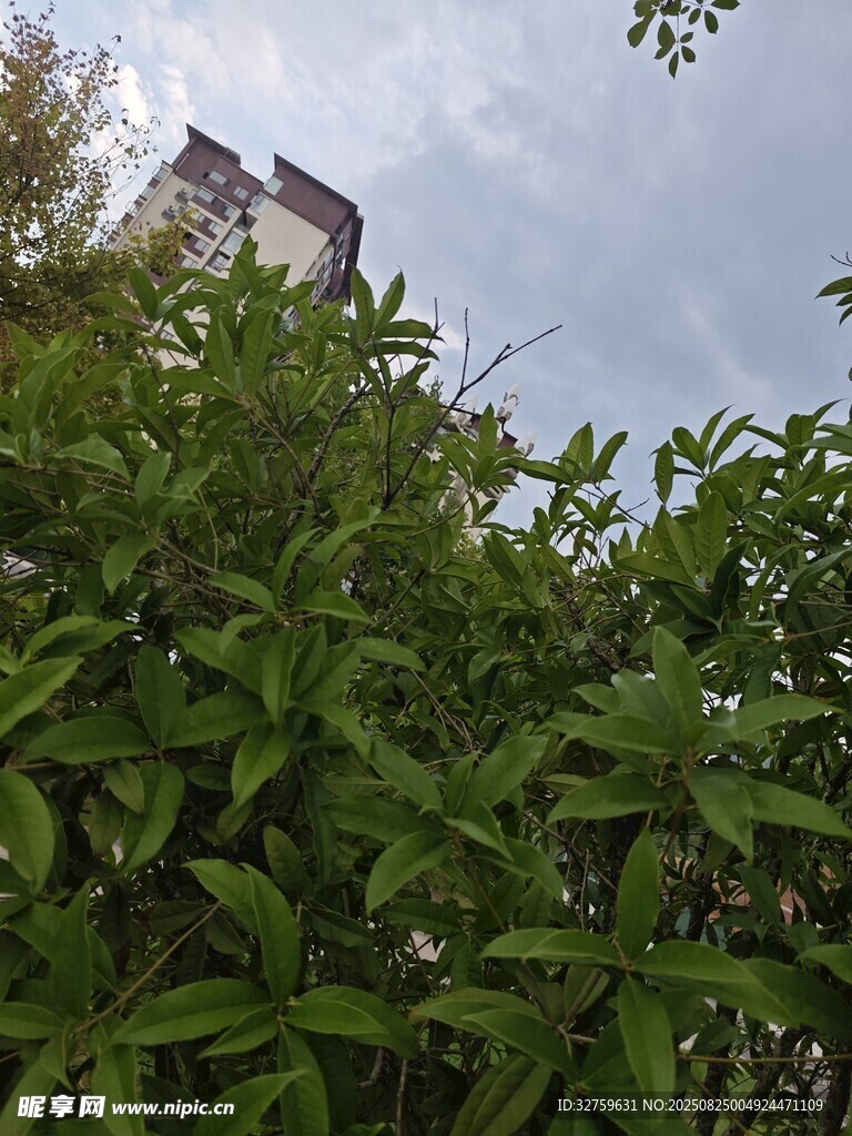 绿叶掩映下的建筑物一角