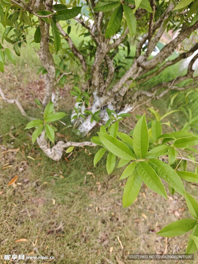 绿叶繁茂的灌木植物