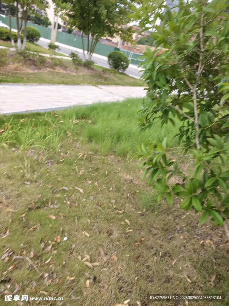 路边草地与绿植景观