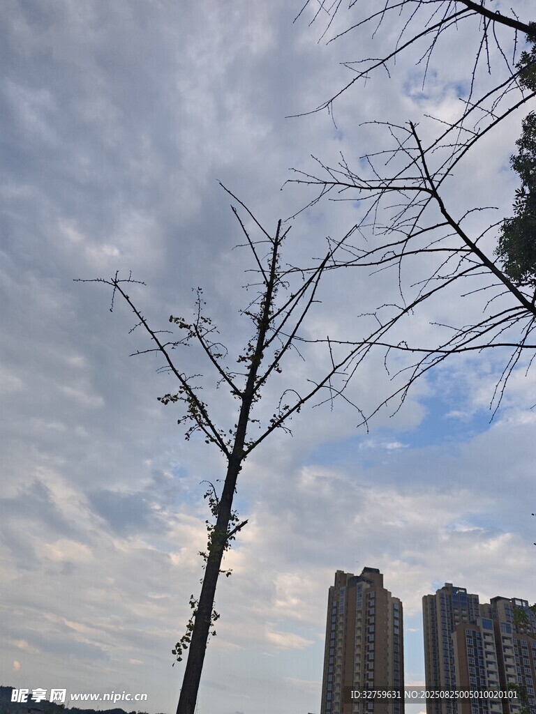 城市中枯树与高楼景象