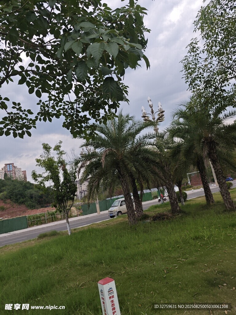 城市公园中的绿树草地