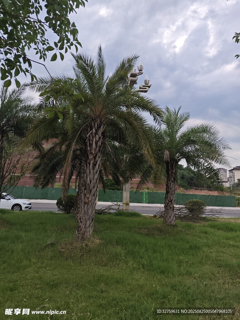 路边的棕榈树与绿地