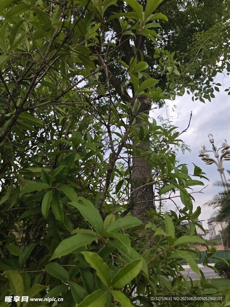 繁茂树林中的绿意景致