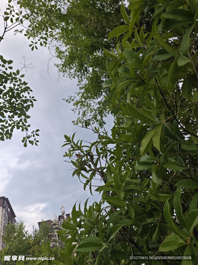 繁茂绿植与天空景致