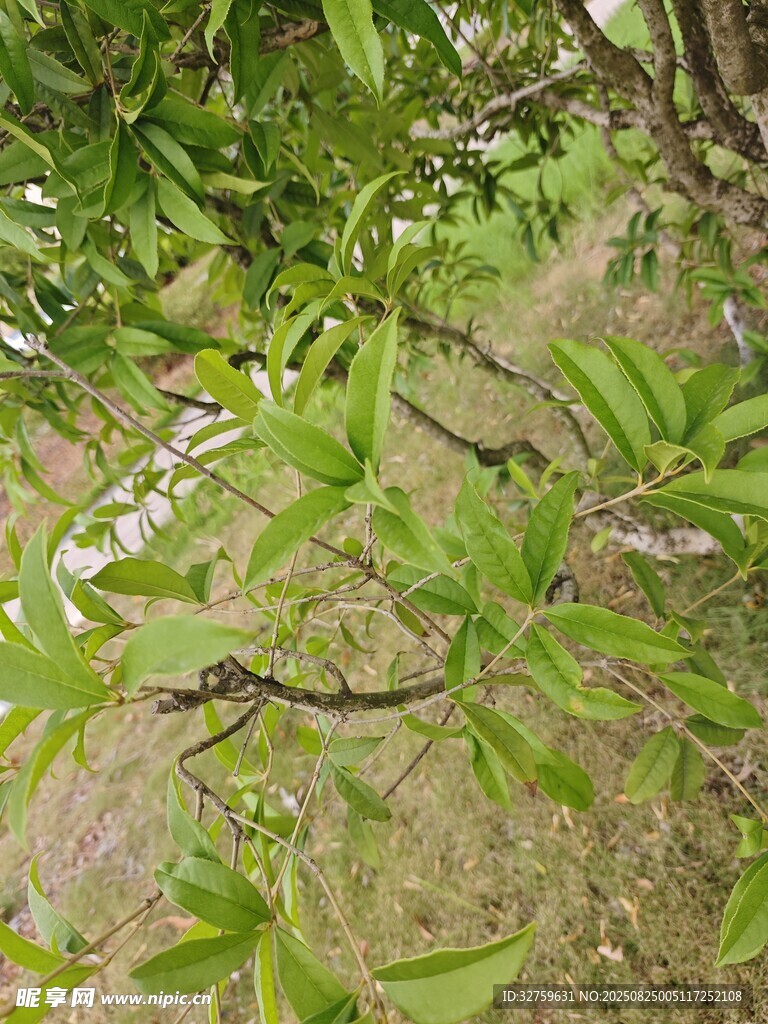 绿叶繁茂的树枝景象