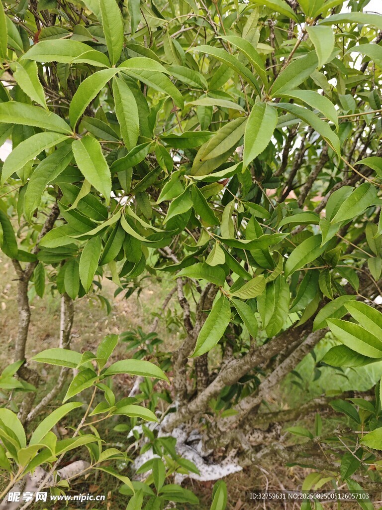 繁茂枝叶下的绿色景象