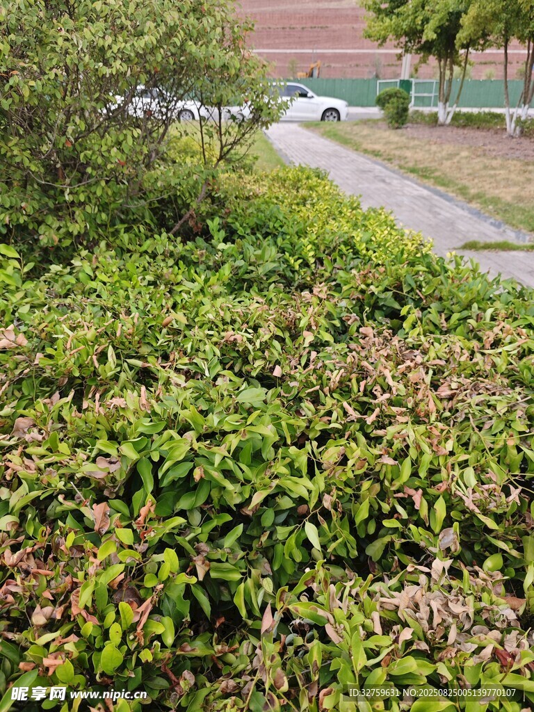 路边繁茂绿植景观