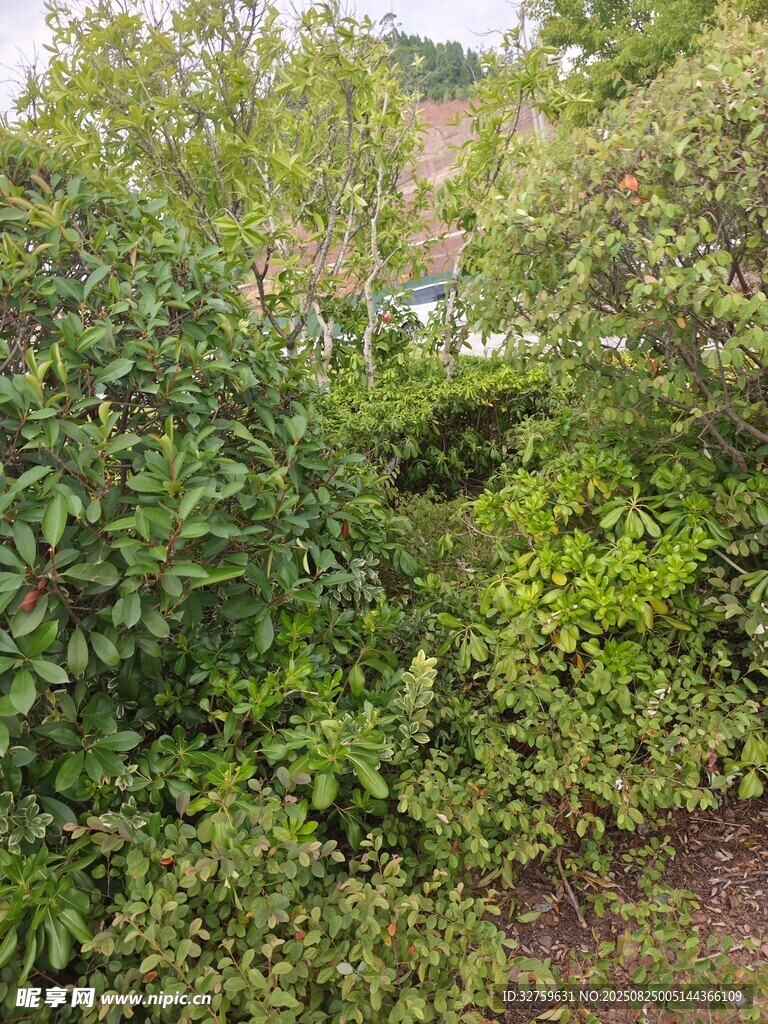 繁茂绿植景观