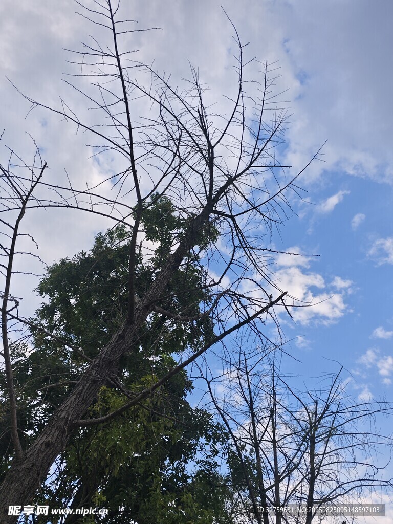 枯树蓝天景象