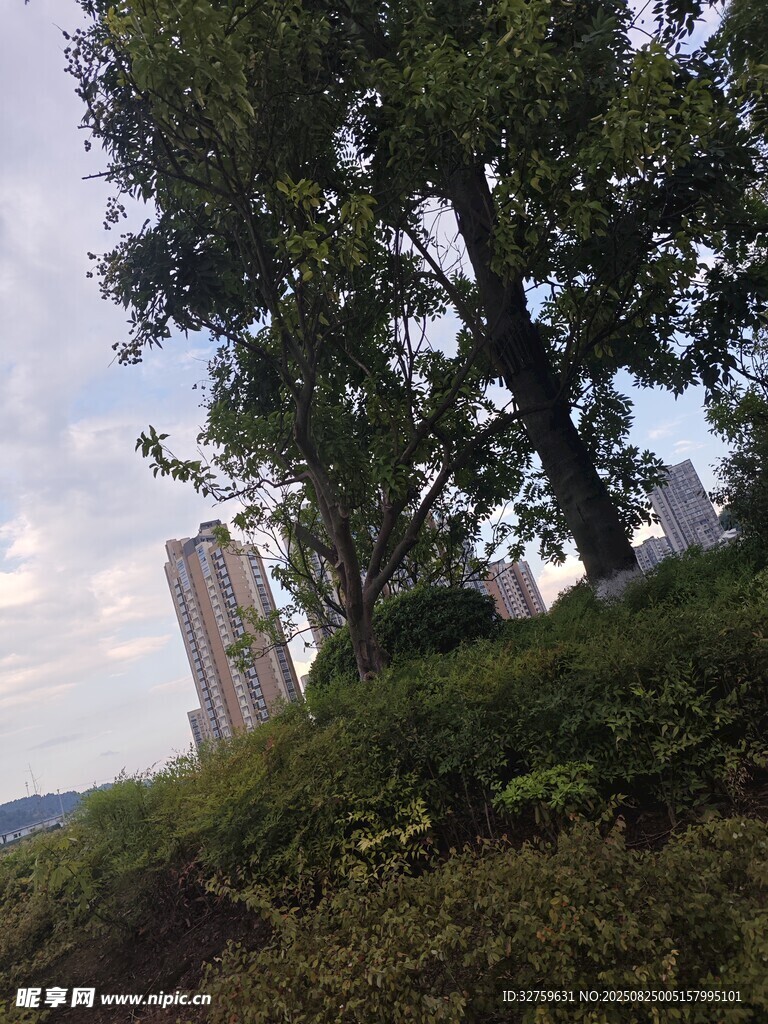 山坡上的树木与远方景物