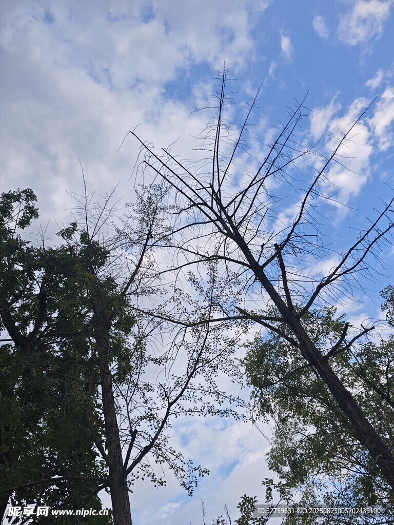 枯树与繁茂绿树相映