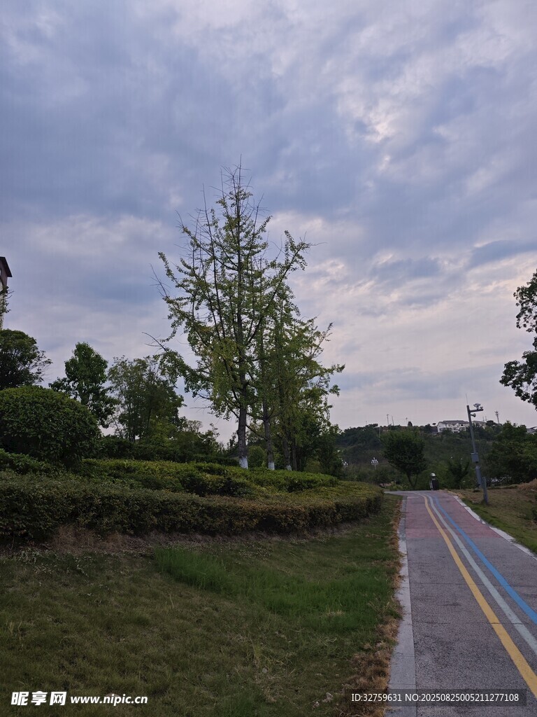 乡村公路边的绿意景致