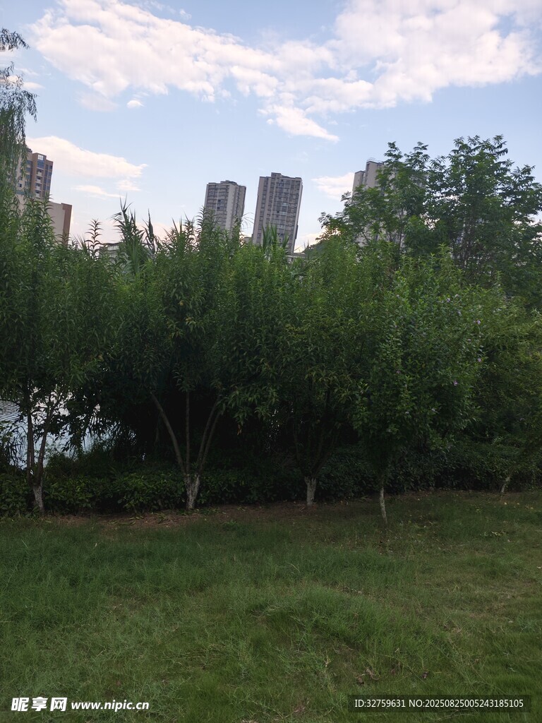 城市中的绿意草地与树木