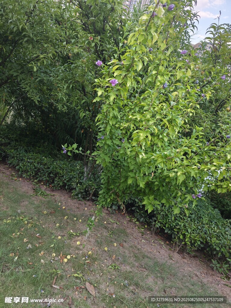 绿意盎然的林间小道