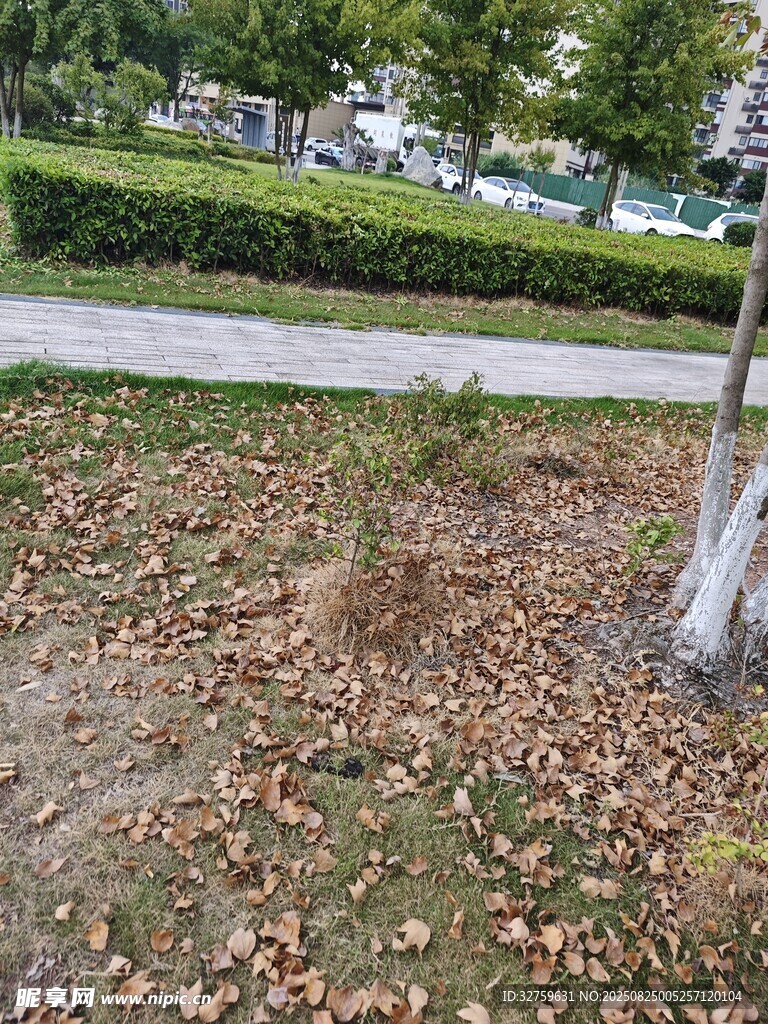 秋日树下落叶景致