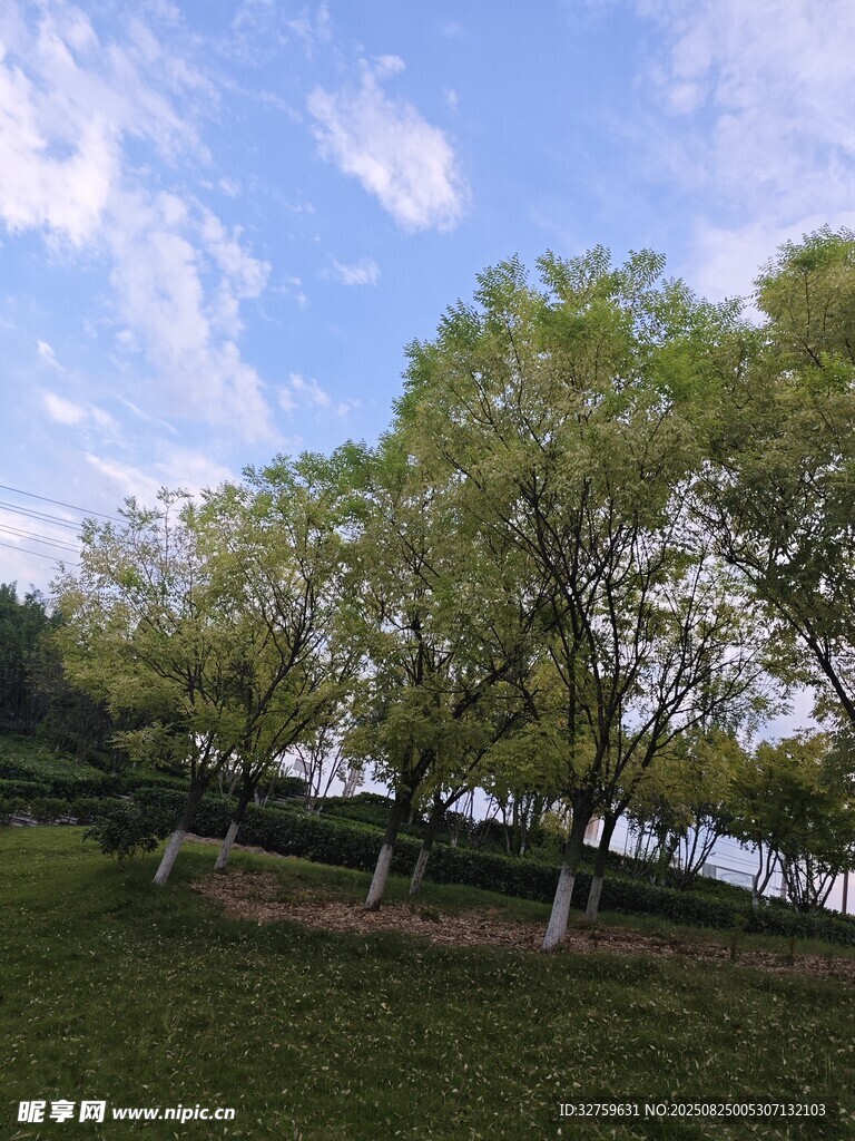 春日湖畔绿树美景