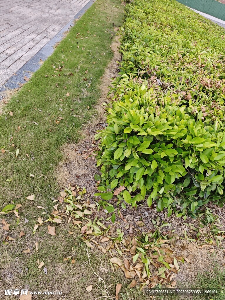 路边翠绿繁茂的绿植景观