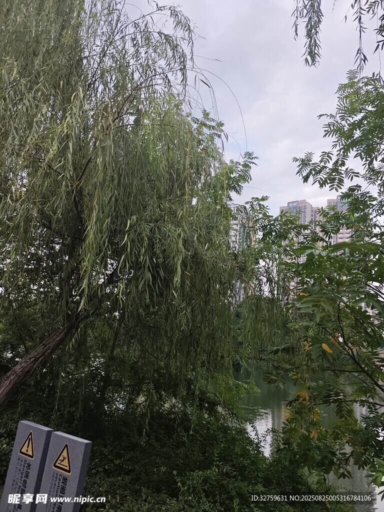 湖畔垂柳景致