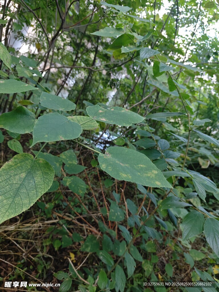 茂密绿叶植物景观