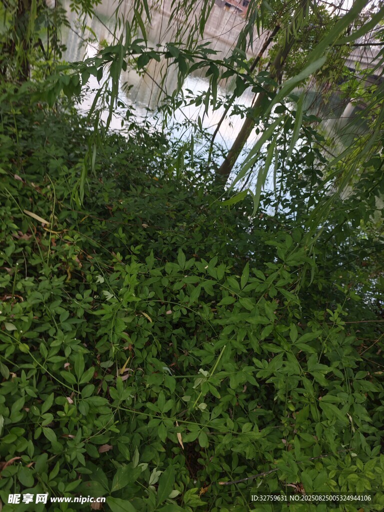 繁茂绿植间的自然景致