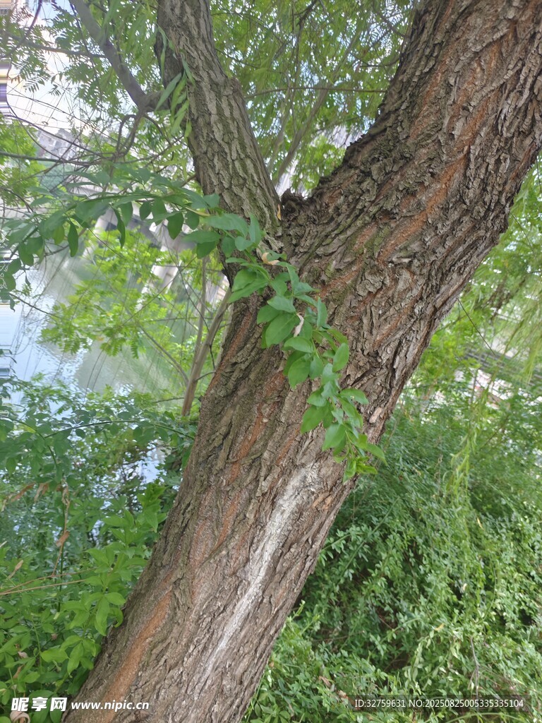 粗壮树干与繁茂绿叶