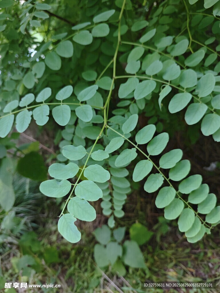 羽状复叶植物特写