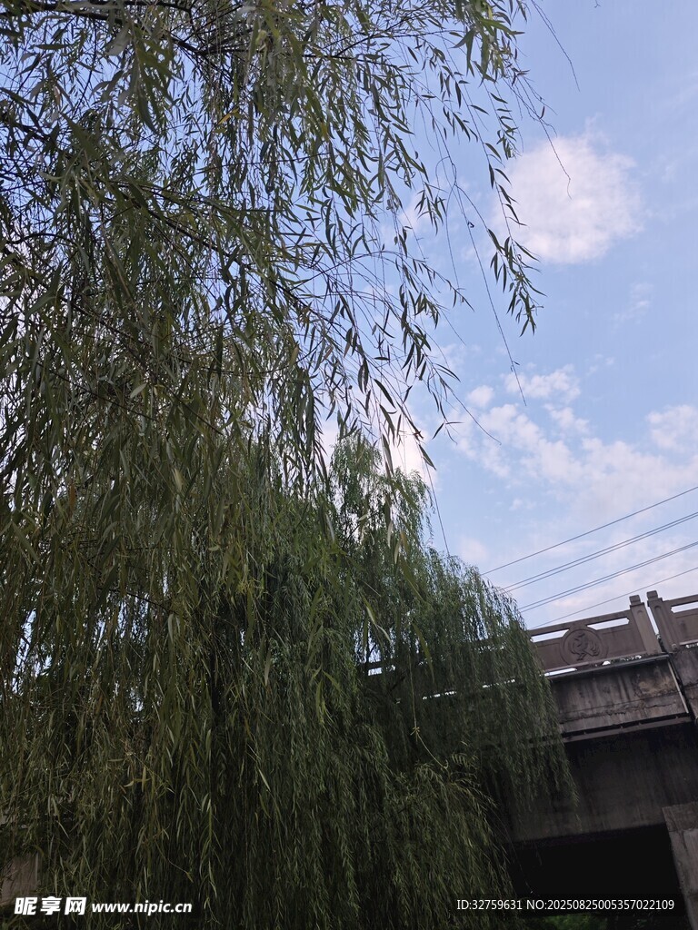 垂柳下的桥景