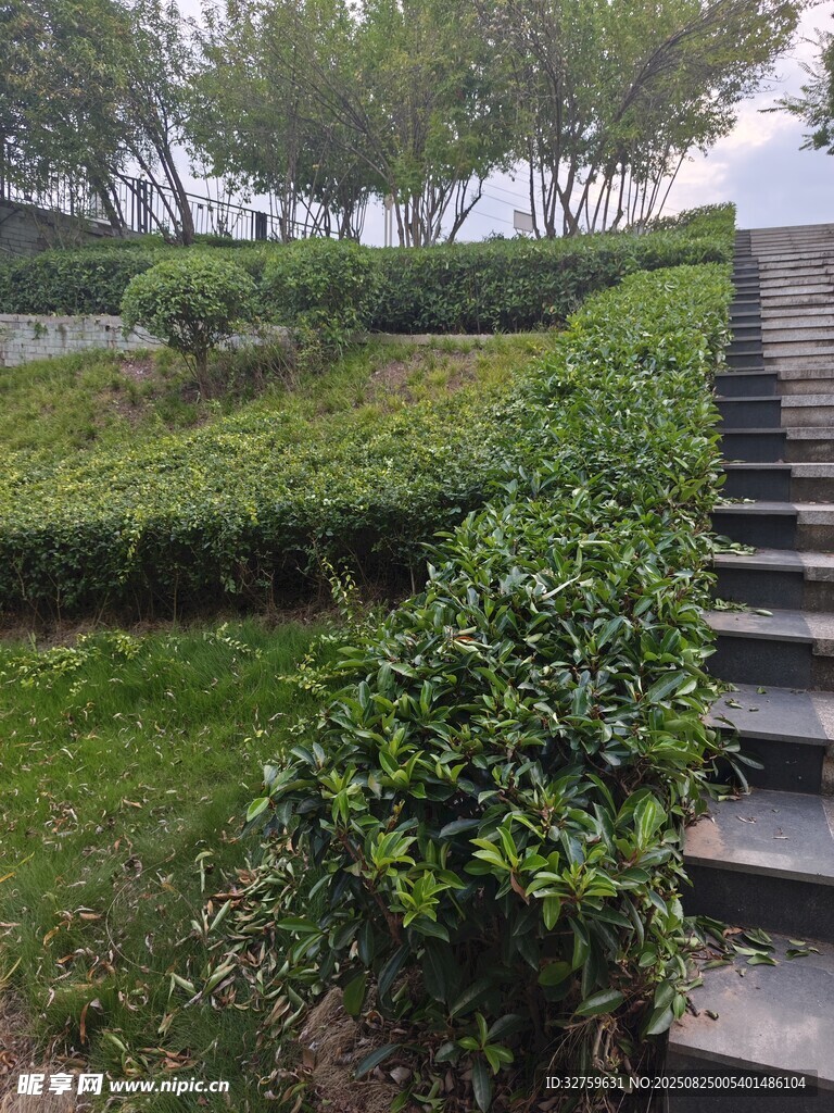 园林石阶旁绿植景观