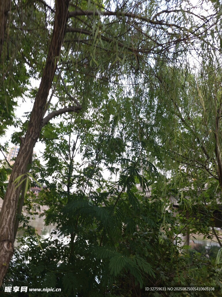茂密树林中的繁茂枝叶