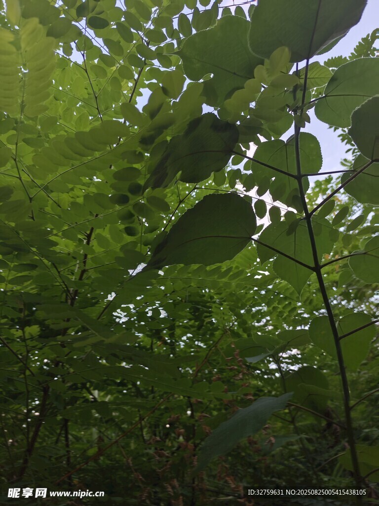 茂密绿叶下的自然景致